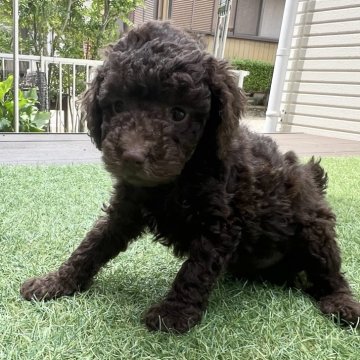 トイプードル(トイ)【愛知県・男の子・2024年4月4日・ブラウン】の写真「成犬予想体重6~9kgの大きめの子です」