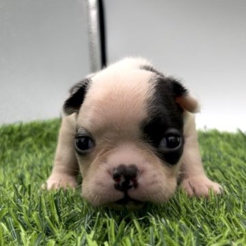 ボストンテリア【愛知県・女の子・2023年6月28日・ボストンカラー】の写真「珍しい牛柄の可愛い子^^)♡」