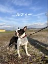 ボストンテリア【・男の子・2019年2月2日・ボストンカラー】