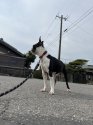 ボストンテリア【・男の子・2019年2月2日・ボストンカラー】
