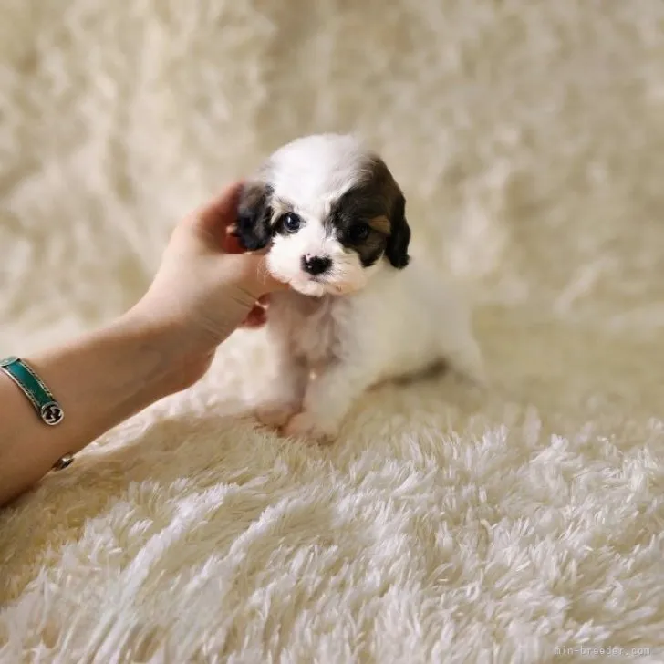 ノリコ 様のお迎えした子犬