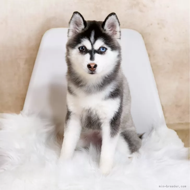 ID:2405-02140の子犬