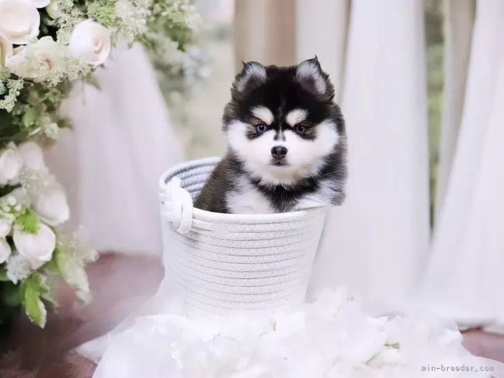 ID:2407-03350の子犬