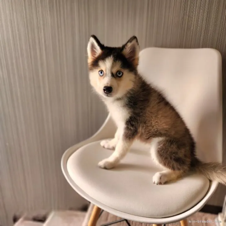 ID:2307-02532の子犬
