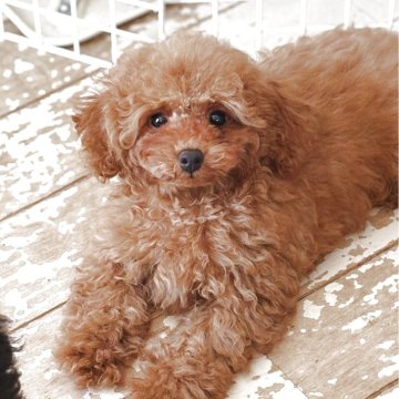 トイプードル(タイニー)【埼玉県・男の子・2025年4月23日・レッド】の写真「お顔が大きくて可愛さ抜群！」