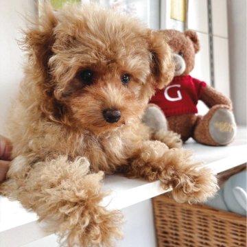 トイプードル(ティーカップ)【埼玉県・男の子・2025年4月23日・レッド】の写真「マイペースがたまらないイケメンくん」