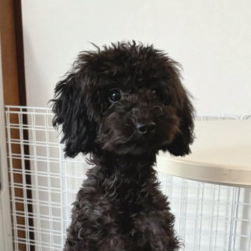 トイプードル(タイニー)【埼玉県・女の子・2024年4月9日・ブラック】の写真「トイレ成功率ほぼ100%とっても賢い仔😊」