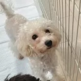 タイニープードル【埼玉県・女の子・2024年4月9日・ホワイト】の写真2