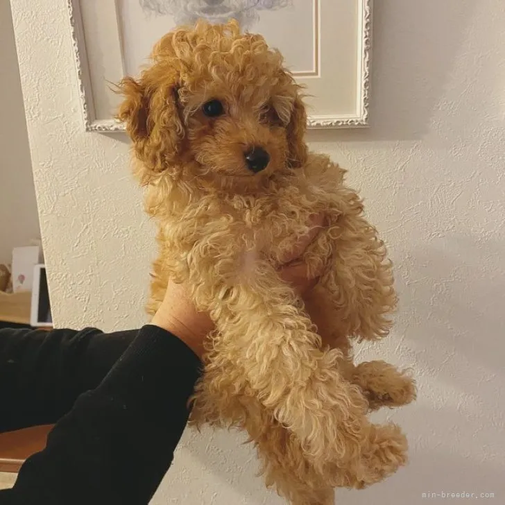 ID:2301-02531の子犬