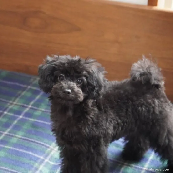 S.N 様のお迎えした子犬
