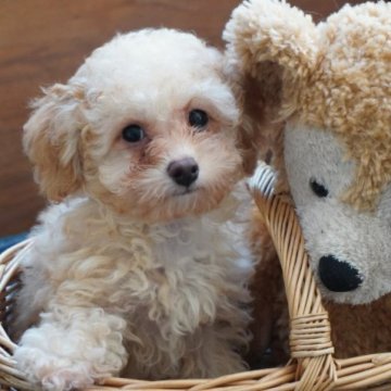 トイプードル(タイニー)【埼玉県・男の子・2023年7月30日・アプリコット】の写真「涙やけが出てきてしまったので期間限定お値下げします」