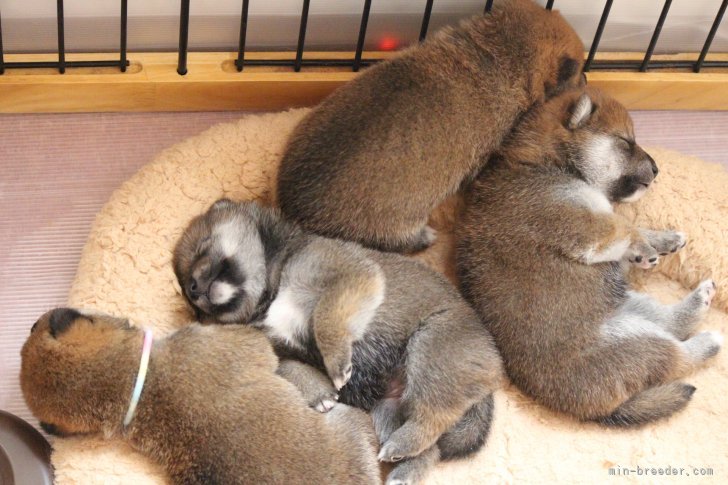 兄妹仲良く生活してます！｜國村　直弥(くにむら　なおや)ブリーダー(北海道・柴犬など・JKC/日本犬保存会/KCJ登録)の紹介写真7