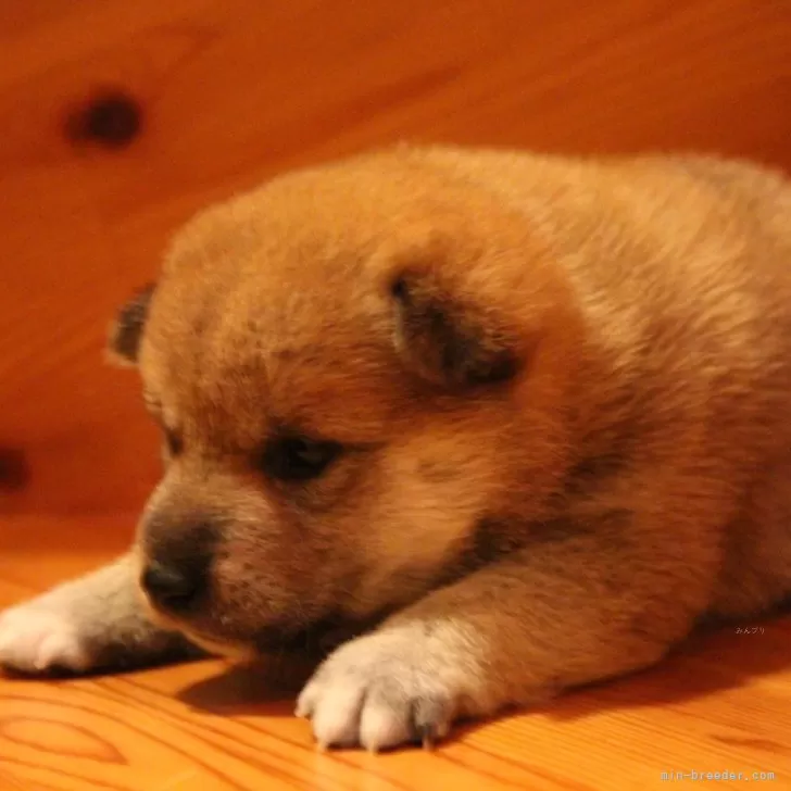 M.H 様のお迎えした子犬