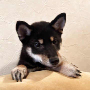 豆柴【北海道・男の子・2025年9月1日・黒】の写真「小柄で元気な男の子」