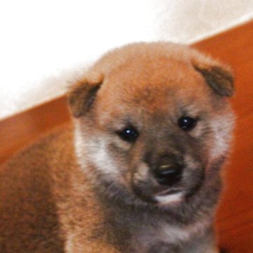柴犬(標準サイズ)【北海道・男の子・2025年8月11日・赤】の写真「しっかりとした骨格の男の子。」