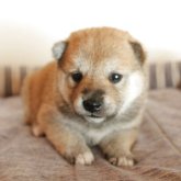 柴犬(標準サイズ)