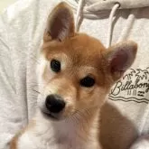 柴犬(標準サイズ)