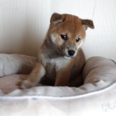 柴犬(標準サイズ)