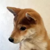柴犬(標準サイズ)