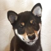 柴犬(標準サイズ)