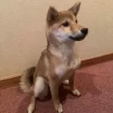 柴犬(標準サイズ)【北海道・女の子・2024年10月17日・赤毛】の写真2