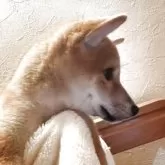 柴犬(標準サイズ)【北海道・男の子・2025年8月11日・赤】の写真3