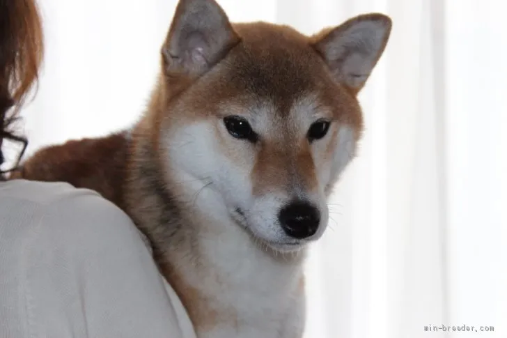 ID：1912-01849の子犬
