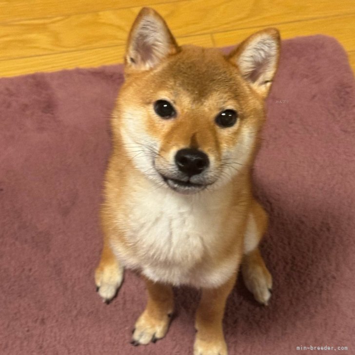 柴犬【北海道・男の子・2023年10月30日・赤】無邪気で遊びが大好きな元気な小柄な男の子♩｜みんなのブリーダー（子犬ID：2311-03223）