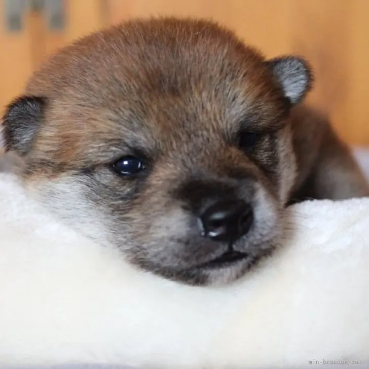 子夢 様のお迎えした子犬