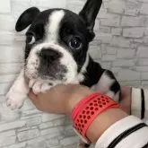 フレンチブルドッグ【青森県・女の子・2024年12月16日・パイド】の写真2