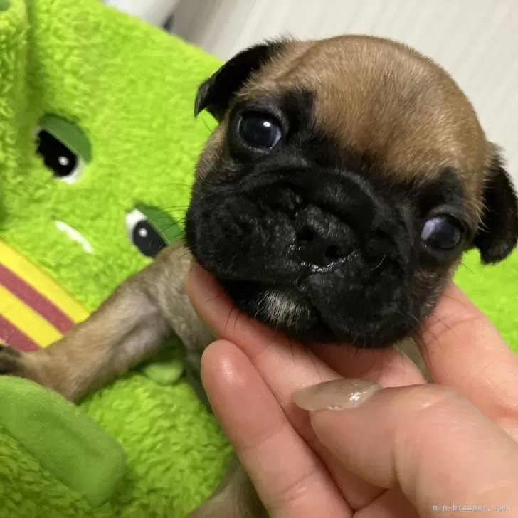 ヤスヒロ 様のお迎えした子犬