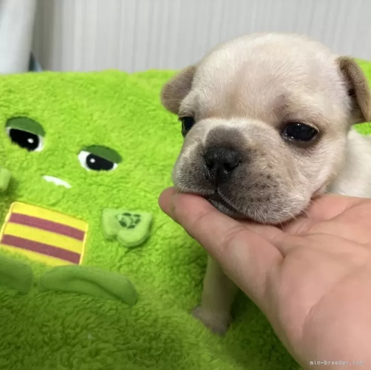 M.K 様のお迎えした子犬