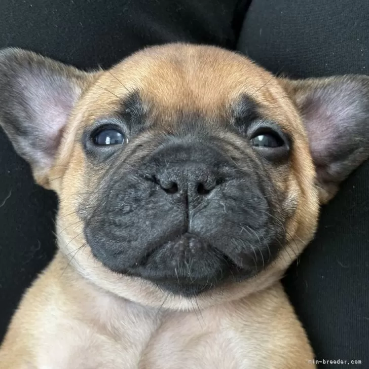 ID：2506-08414の子犬