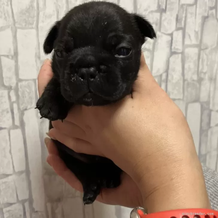 ID：2501-00492の子犬