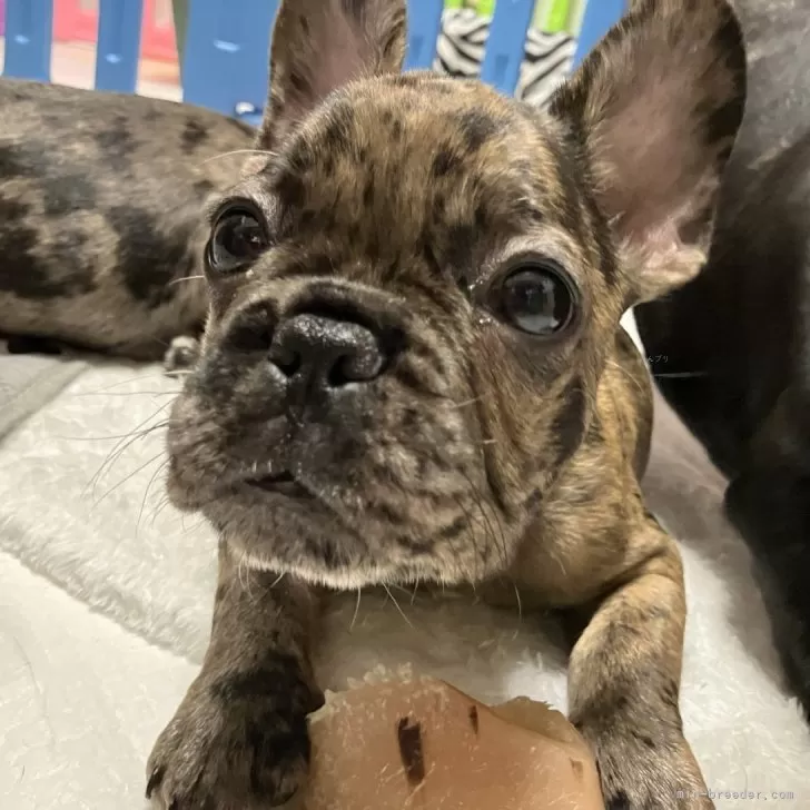 ID：2501-01740の子犬