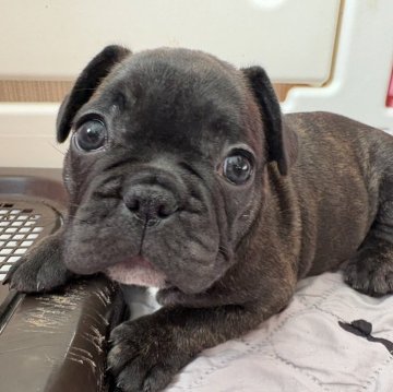 フレンチブルドッグ【青森県・女の子・2025年10月1日・ブリンドル&ホワイト】の写真「おメメくりくり女子🐶」