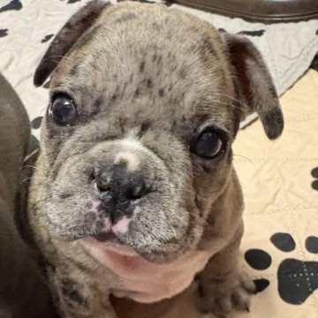 フレンチブルドッグ【青森県・男の子・2025年10月1日・ブルーマール】の写真「綺麗なブルーマール君」