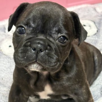 フレンチブルドッグ【青森県・女の子・2025年10月1日・ブリンドル&ホワイト】の写真「おっとり女子」