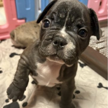 フレンチブルドッグ【青森県・男の子・2025年10月1日・ブリンドル&ホワイト】の写真「BIG BOY」