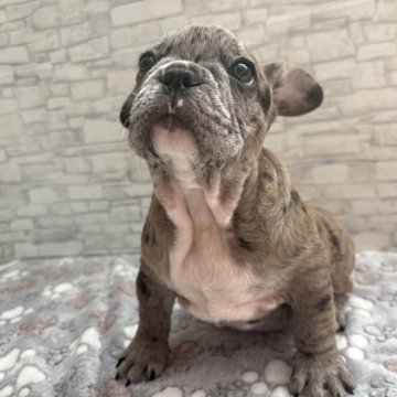 フレンチブルドッグ【青森県・男の子・2025年10月1日・ブルーマール】の写真「綺麗なブルーマール君」