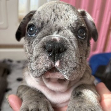 フレンチブルドッグ【青森県・男の子・2025年10月1日・ブルーマール】の写真「綺麗なブルーマール君」