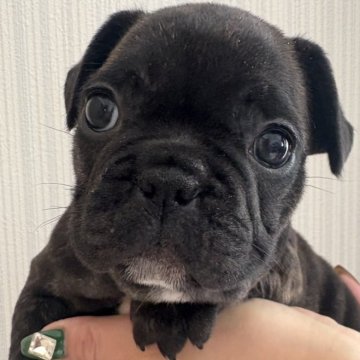 フレンチブルドッグ【青森県・女の子・2025年10月1日・ブリンドル&ホワイト】の写真「おメメくりくり女子🐶」