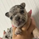 フレンチブルドッグ