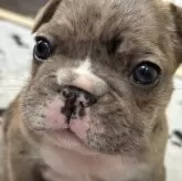 フレンチブルドッグ