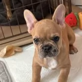 フレンチブルドッグ