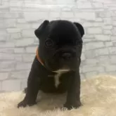 フレンチブルドッグ