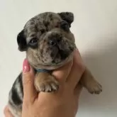 フレンチブルドッグ