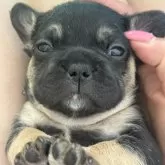 フレンチブルドッグ