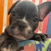 フレンチブルドッグ