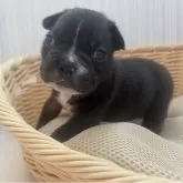 フレンチブルドッグ